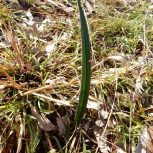 Thelymitra sp. at Latham, ACT - 13 Jun 2020