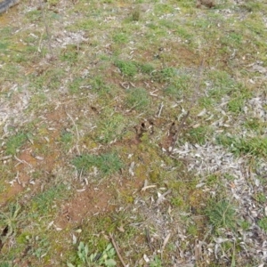 Thelymitra sp. at Latham, ACT - 13 Jun 2020