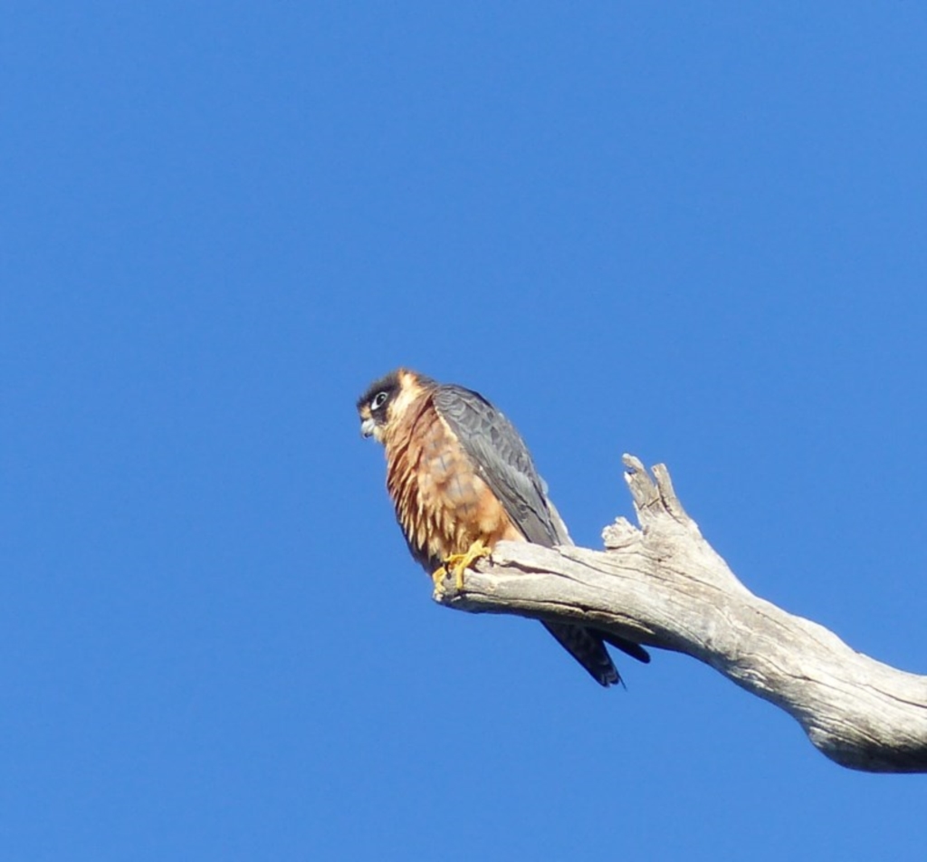 Falco longipennis at Black Range, NSW - 14 Jun 2020