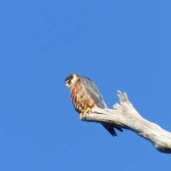Falco longipennis (Australian Hobby) at Black Range, NSW - 14 Jun 2020 by MatthewHiggins