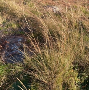 Austrostipa scabra at Hawker, ACT - 13 Jun 2020