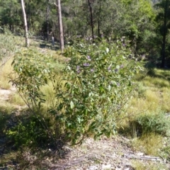 Solanum silvestre (Violet Nightshade) at Black Range, NSW - 14 Jun 2020 by MatthewHiggins