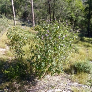 Solanum silvestre at Black Range, NSW - 14 Jun 2020