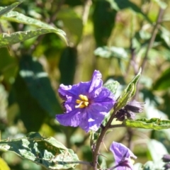 Solanum silvestre at Black Range, NSW - 14 Jun 2020