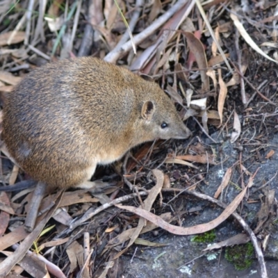 Isoodon obesulus obesulus (Southern Brown Bandicoot) at Paddys River, ACT - 13 Jun 2020 by Bernadette