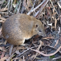 Isoodon obesulus obesulus at Paddys River, ACT - 14 Jun 2020