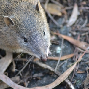 Isoodon obesulus obesulus at Paddys River, ACT - 14 Jun 2020