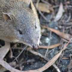 Isoodon obesulus obesulus at Paddys River, ACT - 14 Jun 2020