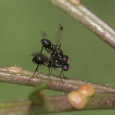 Parapalaeosepsis plebeia (Ant fly) at Higgins, ACT - 2 Mar 2020 by AlisonMilton