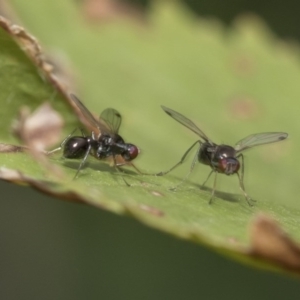 Parapalaeosepsis plebeia at Higgins, ACT - 3 Mar 2020