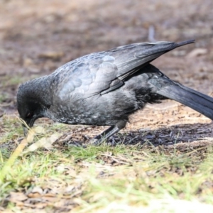 Corcorax melanorhamphos at Molonglo Valley, ACT - 14 Jun 2020