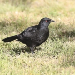 Corcorax melanorhamphos at Molonglo Valley, ACT - 14 Jun 2020