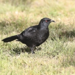 Corcorax melanorhamphos at Molonglo Valley, ACT - 14 Jun 2020 10:43 AM
