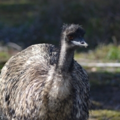 Dromaius novaehollandiae (Emu) at Paddys River, ACT - 14 Jun 2020 by Bernadette