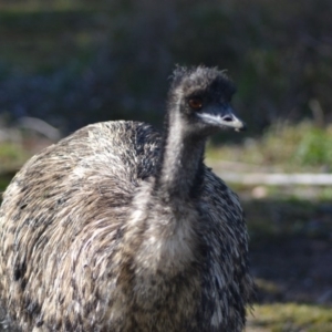 Dromaius novaehollandiae at Paddys River, ACT - 14 Jun 2020