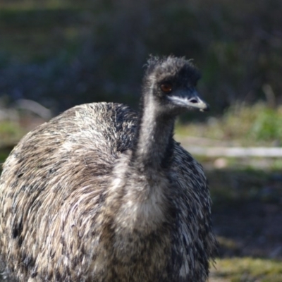 Dromaius novaehollandiae (Emu) at Tidbinbilla Nature Reserve - 14 Jun 2020 by Bernadette