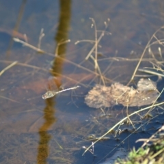 Hemicordulia tau (Tau Emerald) at Tidbinbilla Nature Reserve - 14 Jun 2020 by Bernadette