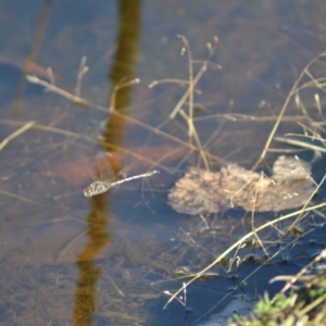 Hemicordulia tau at Paddys River, ACT - 14 Jun 2020 11:45 AM