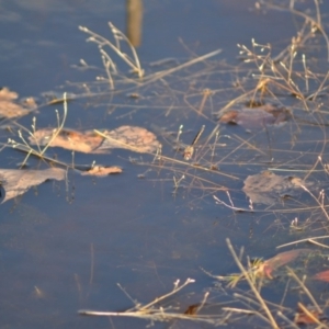 Hemicordulia tau at Paddys River, ACT - 14 Jun 2020 11:45 AM