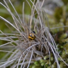 Coccinella transversalis (Transverse Ladybird) at Paddys River, ACT - 9 Jun 2020 by Bernadette