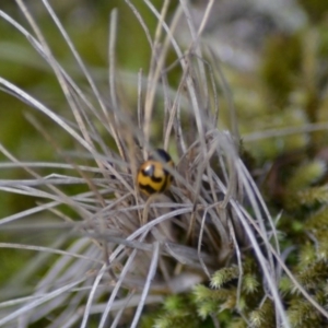 Coccinella transversalis at Paddys River, ACT - 9 Jun 2020