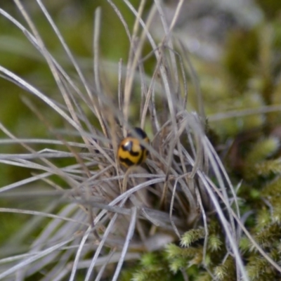 Coccinella transversalis (Transverse Ladybird) at Paddys River, ACT - 9 Jun 2020 by Bernadette