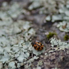 Coccinella transversalis at Paddys River, ACT - 9 Jun 2020 12:45 AM