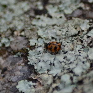 Coccinella transversalis at Paddys River, ACT - 9 Jun 2020 12:45 AM