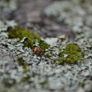 Coccinella transversalis at Paddys River, ACT - 9 Jun 2020 12:45 AM