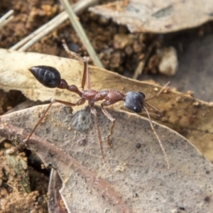 Myrmecia nigriceps at Molonglo Valley, ACT - 14 Jun 2020 11:48 AM