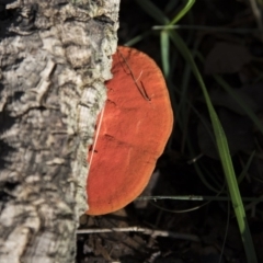 Trametes coccinea (Scarlet Bracket) at Molonglo Valley, ACT - 14 Jun 2020 by AlisonMilton