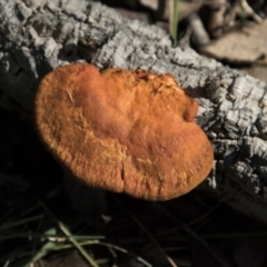 Trametes coccinea at Molonglo Valley, ACT - 14 Jun 2020