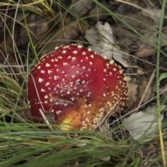 Amanita muscaria (Fly Agaric) at Molonglo Valley, ACT - 14 Jun 2020 by AlisonMilton