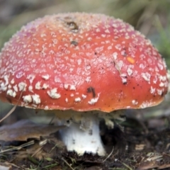 Amanita muscaria at Molonglo Valley, ACT - 14 Jun 2020 10:49 AM