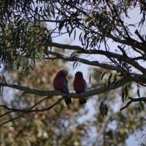 Eolophus roseicapilla at Paddys River, ACT - 14 Jun 2020