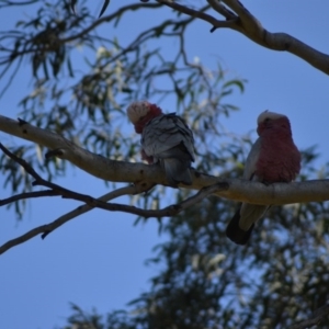 Eolophus roseicapilla at Paddys River, ACT - 14 Jun 2020