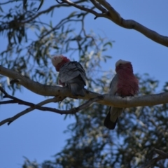 Eolophus roseicapilla at Paddys River, ACT - 14 Jun 2020