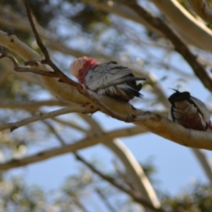 Eolophus roseicapilla at Paddys River, ACT - 14 Jun 2020