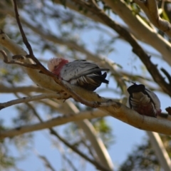 Eolophus roseicapilla at Paddys River, ACT - 14 Jun 2020