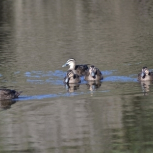 Anas superciliosa at Paddys River, ACT - 14 Jun 2020