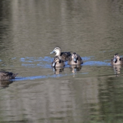 Anas superciliosa (Pacific Black Duck) at Paddys River, ACT - 13 Jun 2020 by Bernadette