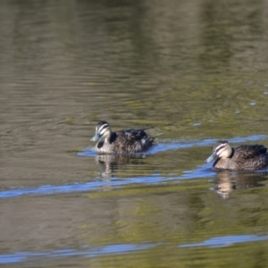 Anas superciliosa at Paddys River, ACT - 14 Jun 2020