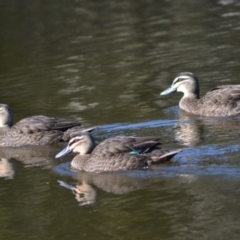 Anas superciliosa at Paddys River, ACT - 14 Jun 2020 12:00 AM