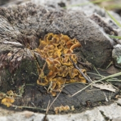 Stereum hirsutum (Hairy Curtain Crust) at Molonglo Valley, ACT - 14 Jun 2020 by AlisonMilton