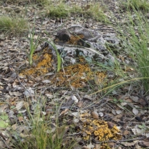 Stereum hirsutum at Molonglo Valley, ACT - 14 Jun 2020