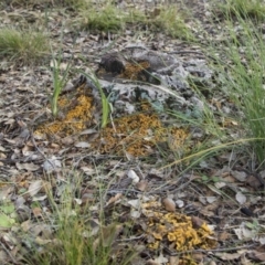 Stereum hirsutum at Molonglo Valley, ACT - 14 Jun 2020