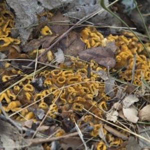 Stereum hirsutum at Molonglo Valley, ACT - 14 Jun 2020