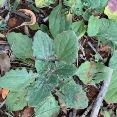 Cymbonotus sp. (preissianus or lawsonianus) (Bears Ears) at Hughes Grassy Woodland - 13 Jun 2020 by KL