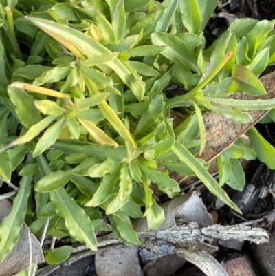 Wahlenbergia sp. (Bluebell) at Hughes Grassy Woodland - 14 Jun 2020 by KL