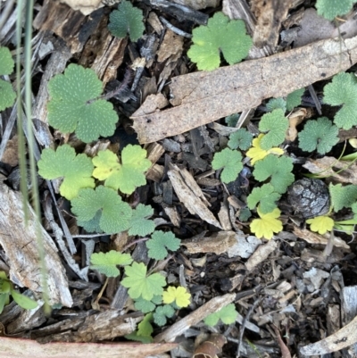 Hydrocotyle laxiflora (Stinking Pennywort) at Hughes Grassy Woodland - 14 Jun 2020 by KL